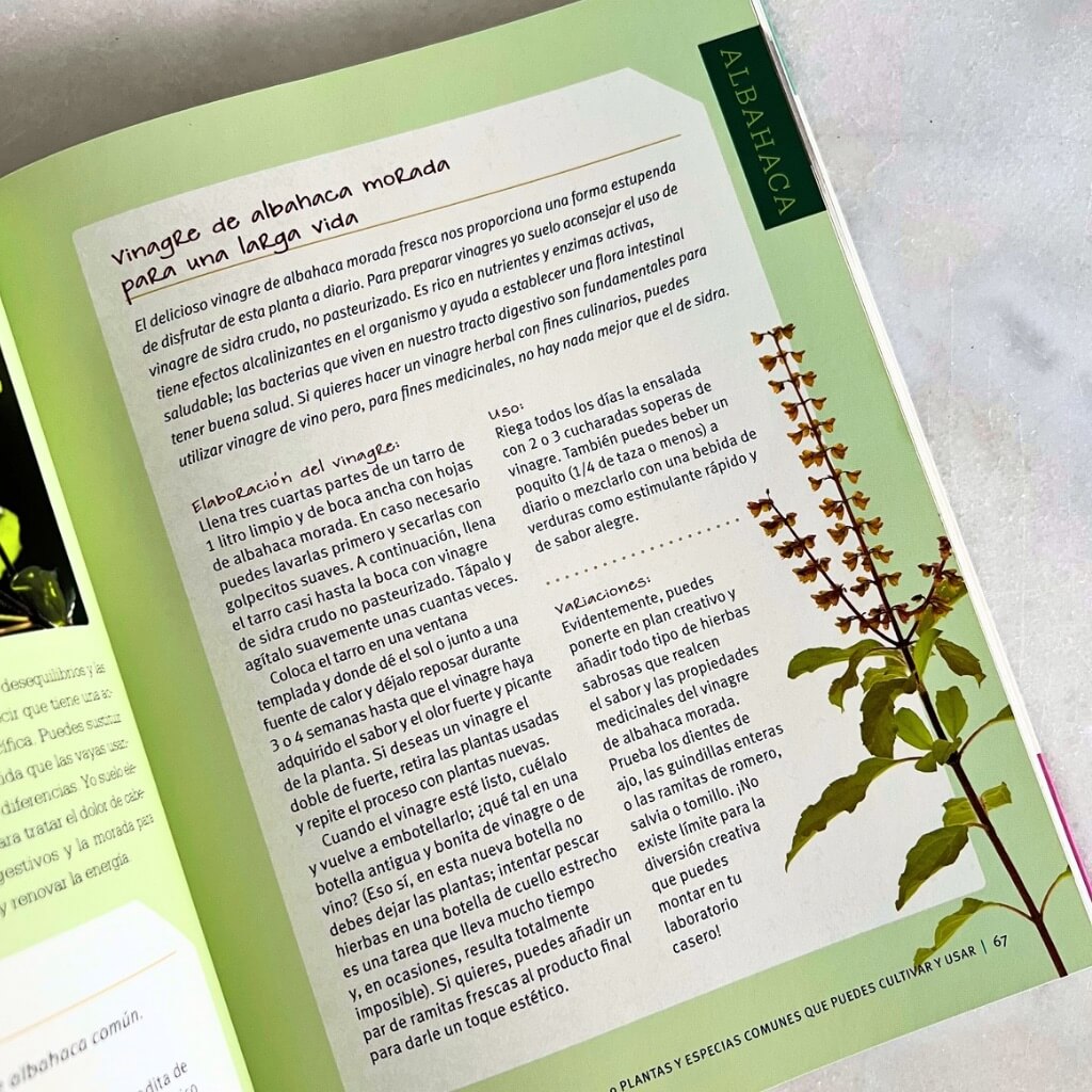 Plantas medicinales, guía para principiantes - Imagen 5